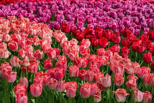 Jaynes Gallery 아티스트의 Europe-The Netherlands-Lisse-Close-up of blooming pink tulips in Keukenhof Gardens작품입니다.